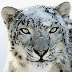 OS X Snow Leopard